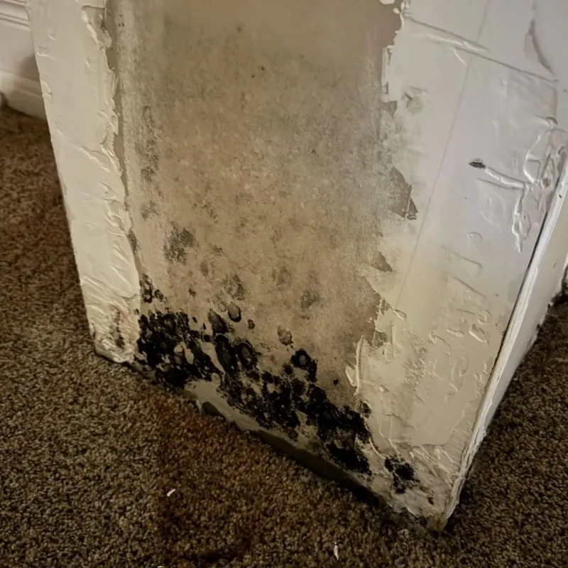 Professional Mold Removal in Burbank, IL